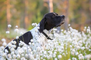 Köpek ingilizce işaretçisi yazın çiçek açan pamukta oturuyor. 