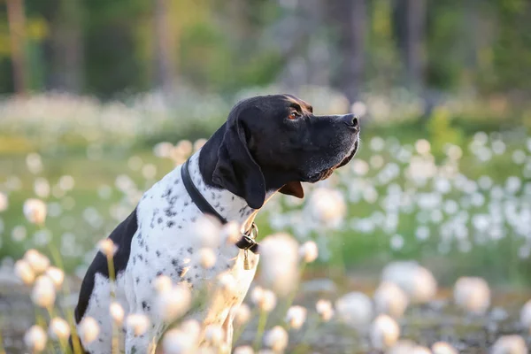 Pointeur Anglais Pour Chien Assis Dans Herbe Coton Fleurs Regardant — Photo