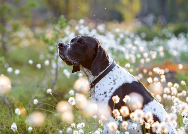 Pointeur Anglais Pour Chien Assis Dans Herbe Coton Fleurs Regardant — Photo