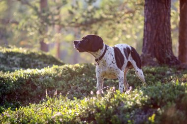 Güneşli yaz ormanlarında duran köpek ingilizce işaretçisi. 
