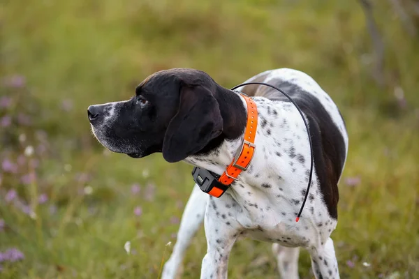 Dog english pointer portrait with GPS tracker
