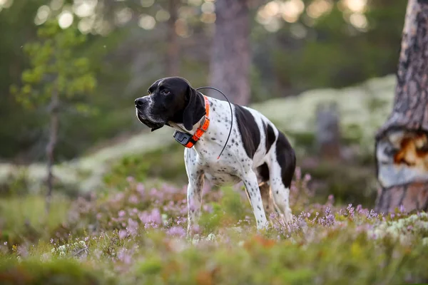 Köpek ingilizce işaretçisi, yaz ormanında GPS izleyicisiyle oturuyor. 