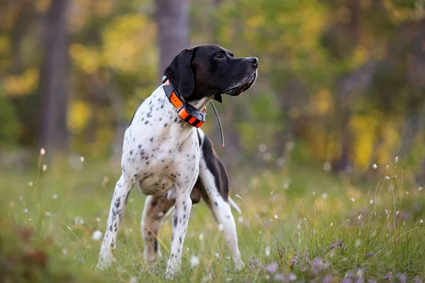 Köpek ingilizce işaretçisi yaz güneşli ormanda GPS izleyicisiyle duruyor. 