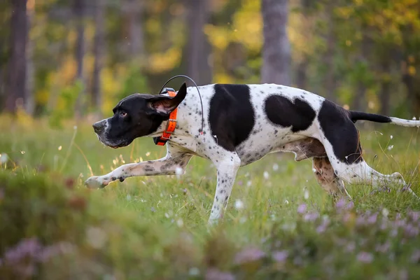 Güneşli yaz ormanlarında GPS izleyicisiyle koşan köpek ingilizcesi işaretçisi. 