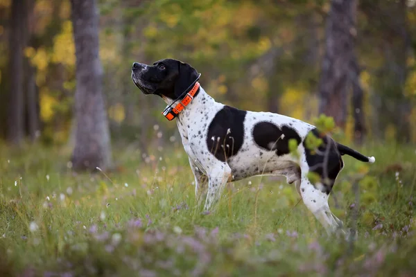 Köpek ingilizce işaretçisi güneşli yaz ormanında GPS izleyicisiyle duruyor. 
