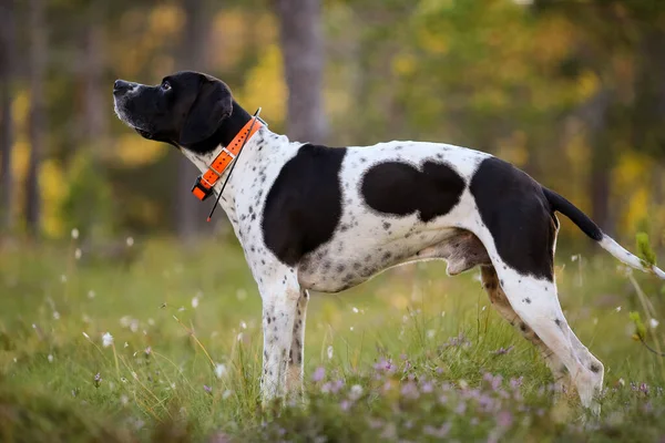 Dog english pointer standing in the sunny summer forest with GPS tracker