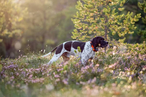 Dog english pointer standing in the sunny summer forest with GPS tracker