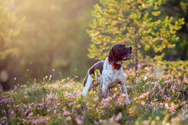 Köpek ingilizce işaretçisi güneşli yaz ormanında GPS izleyicisiyle duruyor. 