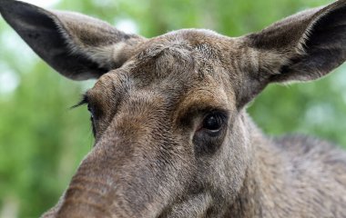 Vahşi ormanda geyik portresi. 