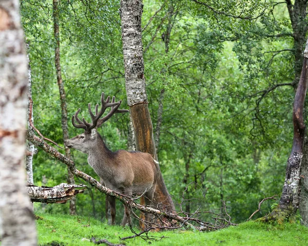 Ciervos Animales Bosque Salvaje Verano — Foto de Stock