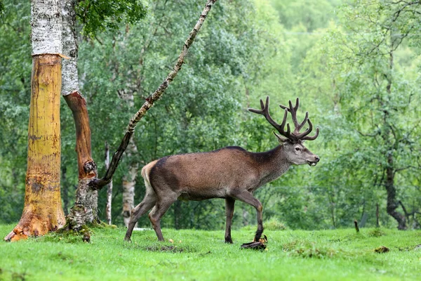 Animal Deer in the wild forest in the summer