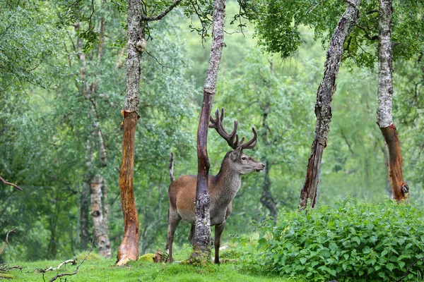 animal deer in the wild forest in the summer