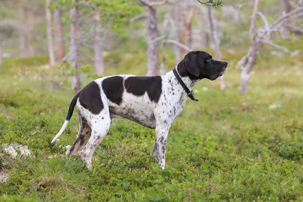 Köpek ingilizce işaretçisi ormandaki çimlerin üzerinde duruyor. 