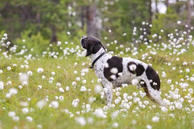 Bataklıktaki pamuk çimlerin üzerinde duran köpek ingilizcesi işaretçisi 