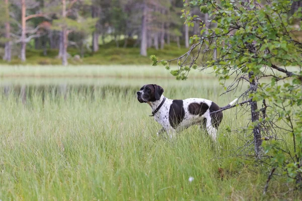 Köpek ingilizcesi bataklıkta avlanıyor. 