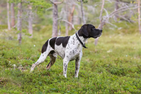 Pies Angielski Wskaźnik Stojący Trawie Lesie — Zdjęcie stockowe