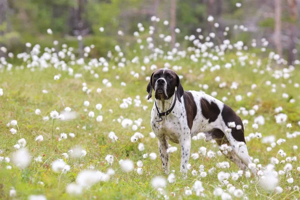 Bataklıktaki pamuk çimlerin üzerinde duran köpek ingilizcesi işaretçisi. 