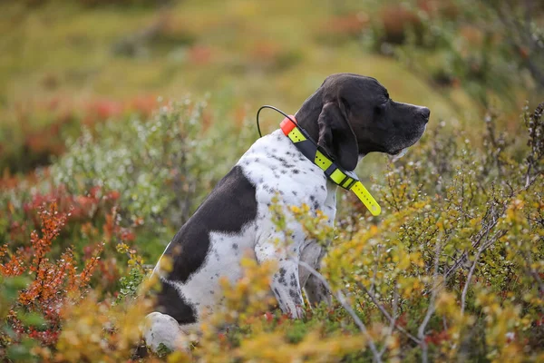 GPS tasmalı köpek ingilizcesi işaretçisi çimenlerde oturuyor. 