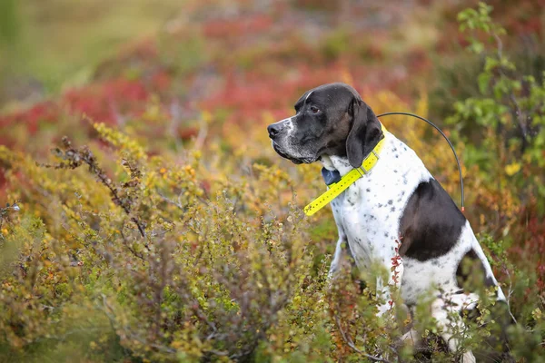 GPS tasmalı köpek ingilizcesi işaretçisi çimenlerde oturuyor. 