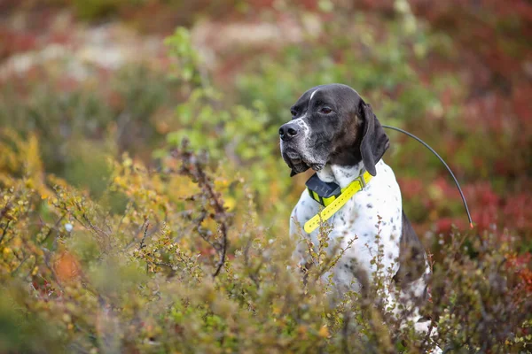 GPS tasmalı köpek ingilizcesi işaretçisi çimenlerde oturuyor. 