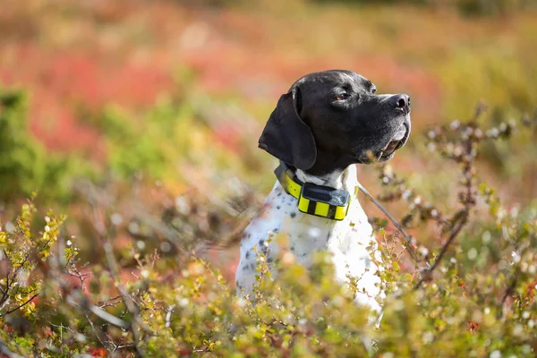 GPS tasmalı köpek ingilizcesi işaretçisi çimenlerde oturuyor. 