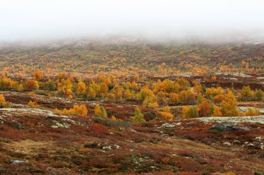 Forollhogna Ulusal Parkı 'na düştü, Norveç 