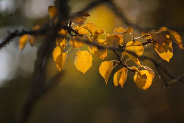 Sonbahar arkaplanı, ormandaki ağaçta sarı yapraklar 