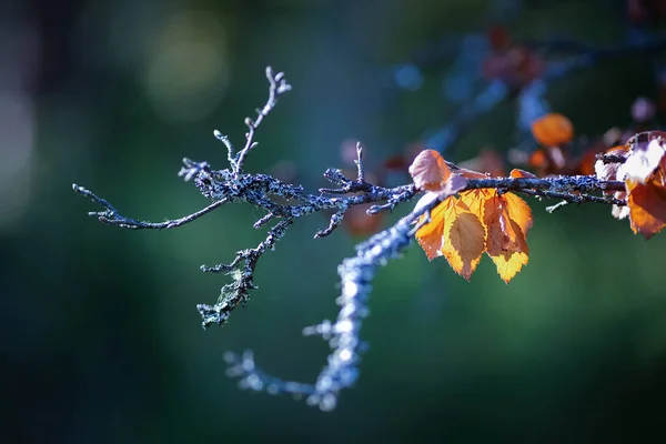 秋の背景 森の中に黄色の葉を持つ白樺の枝 クローズアップ — ストック写真