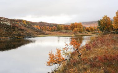 Norveç 'te sonbahar, Forollhogna Milli Parkı' nda sisli bir gün 