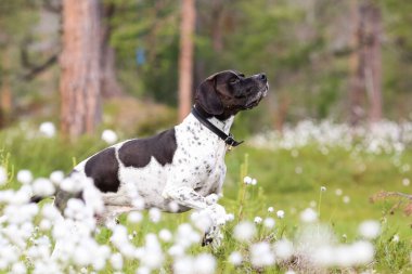 Beyaz pamuk çiçeklerinin arasında duran köpek ingilizce işaretçisi. 