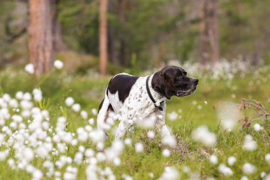 Beyaz pamuk çiçeklerinin arasında duran köpek ingilizce işaretçisi. 