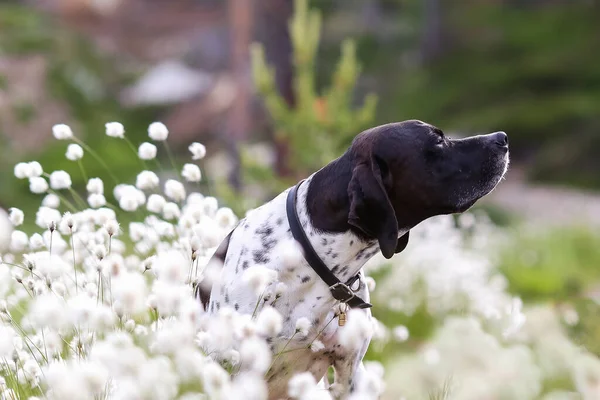 Pointeur Anglais Chien Assis Dans Herbe Coton Fleurs Blanches — Photo