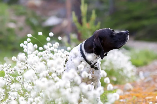 Hund Engelska Pekare Sitter Den Vita Blommande Bomull Gräs — Stockfoto