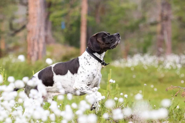 Pointeur Anglais Chien Debout Dans Herbe Coton Fleurs Blanches — Photo