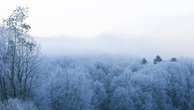 Soğuk kış günbatımı ağaçlarla kaplı ormanda. 