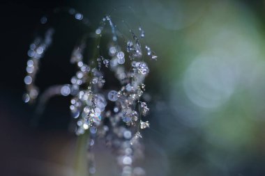 Havaya düş, bitkiler, ağaçlar ve çiğ damlalarıyla kaplanmış yürüyüş, yakın çekim