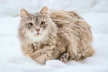 Kışın kardaki kedi