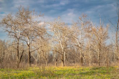 Park'ta yeşil bir alanda yapraksız ağaçlar