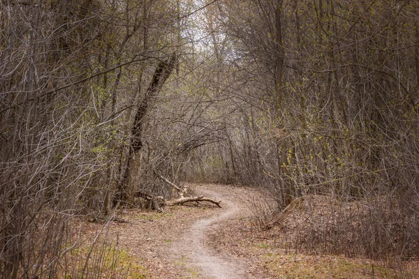 Die Straße Wald — Stockfoto