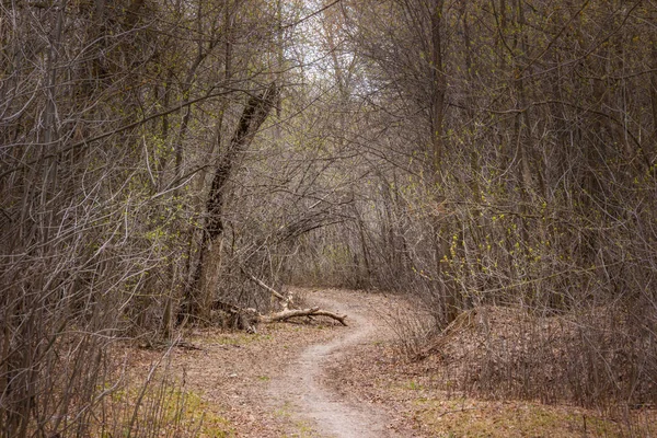 Orman yolundaki yol