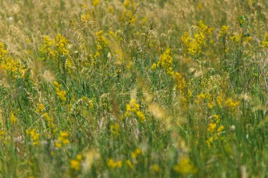 Yazın bitkilerle dolu bir arazi.