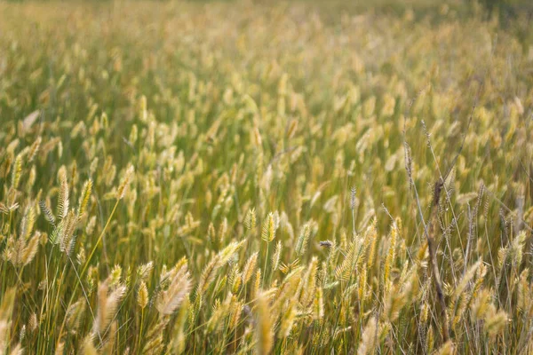 Campo Con Plantas Verano —  Fotos de Stock