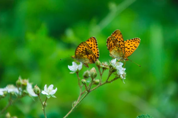 Two butterflies on a white plant in a summer Park