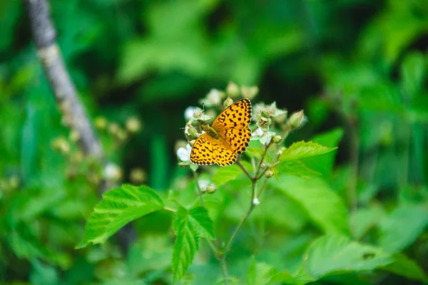 Veld Met Planten Zomer — Stockfoto