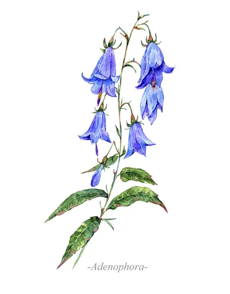 Akwarela lato leczniczy kwiaty, roślina Adenophora — Zdjęcie stockowe