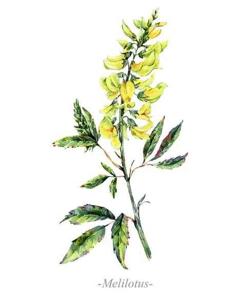 Acuarela flores medicinales de verano, Melilotus planta — Foto de Stock