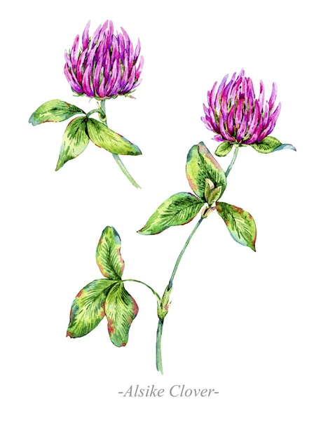 Watercolor summer medicinal flowers, Alsike Clover plant — Stock Photo, Image