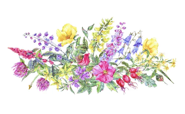 Tarjeta floral medicinal de verano acuarela, Planta de flores silvestres —  Fotos de Stock