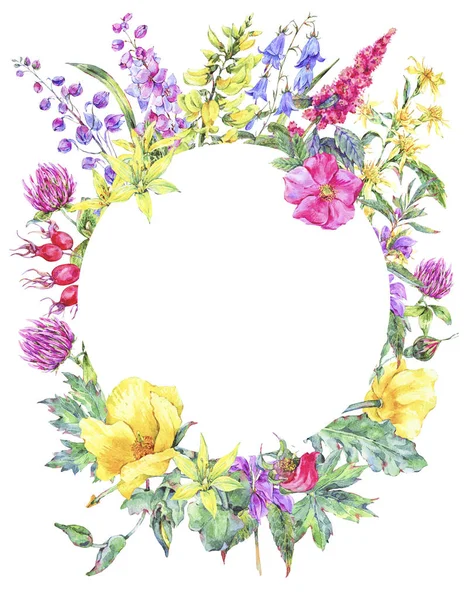 Watercolor summer medicinal floral round frame, Wildflowers plant — Stock Photo, Image