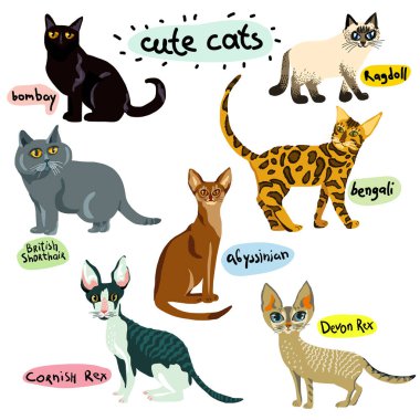 Karikatür kedi karakter kümesi